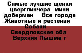Самые лучшие щенки цвергпинчера (мини доберман) - Все города Животные и растения » Собаки   . Свердловская обл.,Верхняя Пышма г.